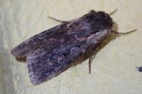 Violaphotia molothina occidentalis