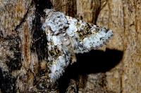 Hecatera bicolorata