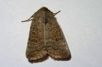 Hoplodrina ambigua