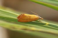 Xanthocrambus saxonellus