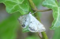 Cataclysta lemnata