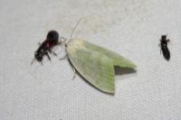 Earias vernana