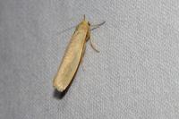 Indalia pygmaeola pallifrons