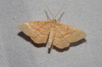Idaea ochrata