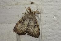 Lymantria dispar