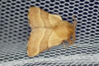 Malacosoma neustria