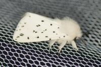 Spilosoma lubricipeda