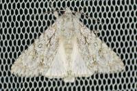 Acronicta aceris