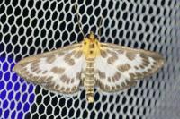 Anania hortulata