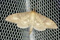 Anania lancealis