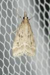 Eudonia pallida
