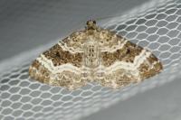 Epirrhoe alternata
