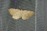 Philereme vetulata