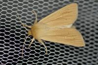Mythimna pallens