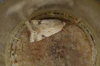 Heliothis peltigera