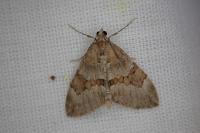 Thera obeliscata