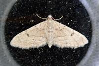 Eupithecia indigata