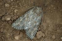 Apamea anceps