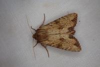 Apamea sublustris