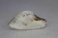 Cilix glaucata