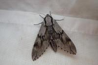 Hyloicus pinastri