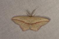 Timandra comae