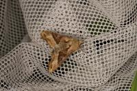 Phlogophora meticulosa