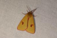 Diacrisia sannio