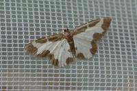 Lomaspilis marginata