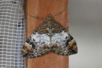 Dysstroma truncata