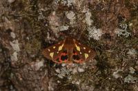 Arctia testudinaria