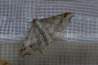 Macaria alternata