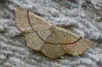 Cyclophora punctaria