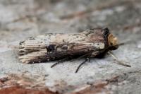 Axylia putris
