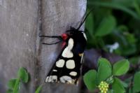 Arctia villica