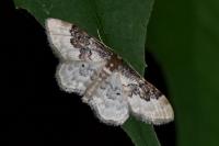 Idaea rusticata