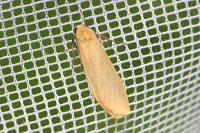 Wittia sororcula