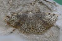 Stegania trimaculata