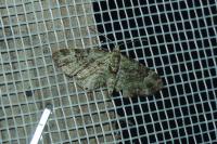 Pasiphila rectangulata