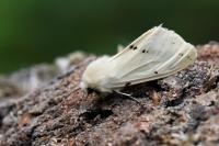 Spilarctia lutea