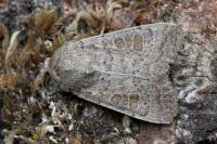 Hoplodrina ambigua