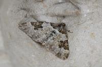 Xanthorhoe fluctuata