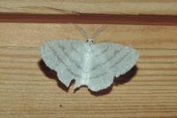 Cabera pusaria