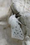 Spilosoma lubricipeda