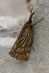 Chrysocrambus linetella
