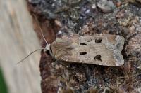 Agrotis exclamationis exclamationis