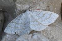 Cabera exanthemata