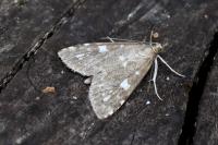 Udea olivalis