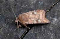 Diarsia rubi