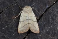 Charanyca trigrammica